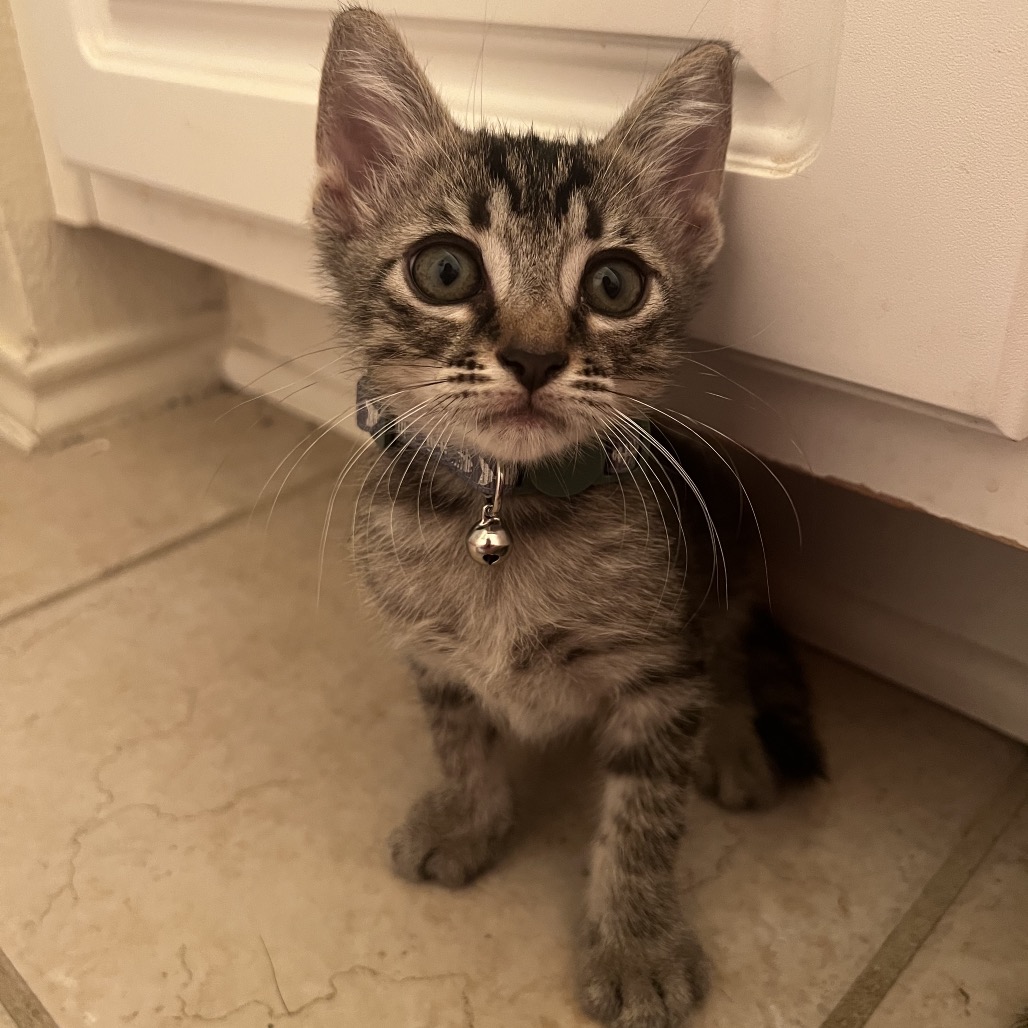 Neville(Michelle E)