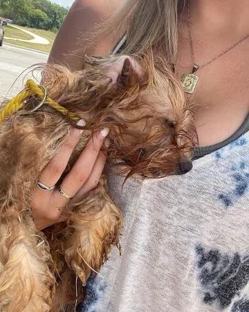 Help Save A Lost Puppy With Heat Stroke