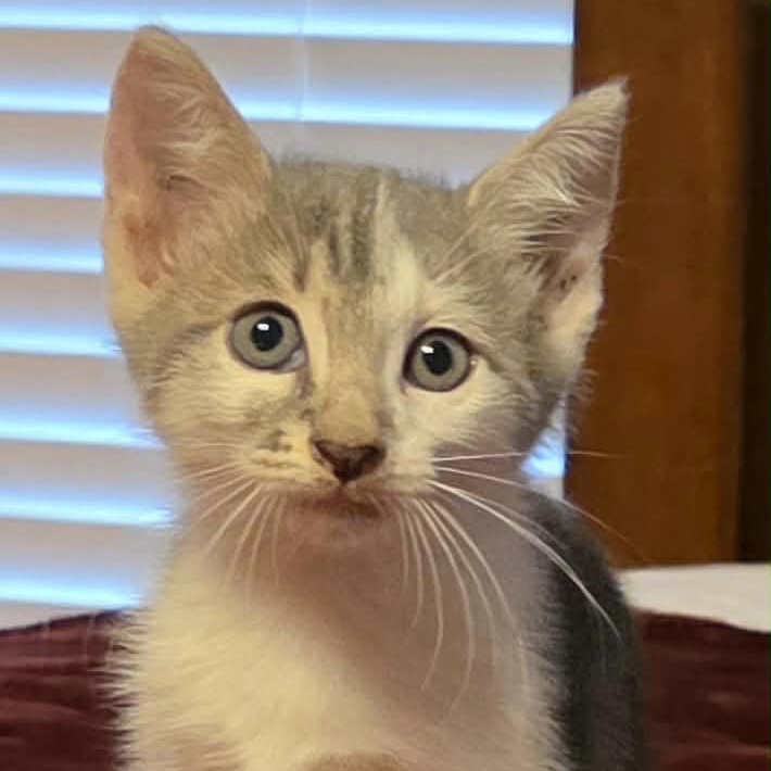 Milo James