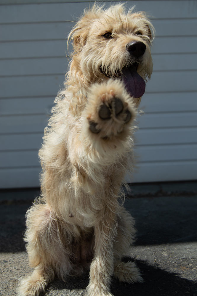 Happy dog gives paw, playful pet