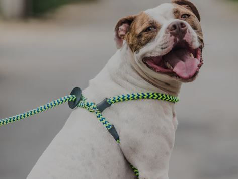 Happy American Bulldog wearing lime green harness
