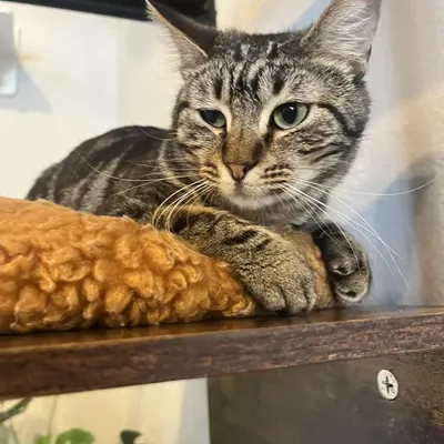 Mocha