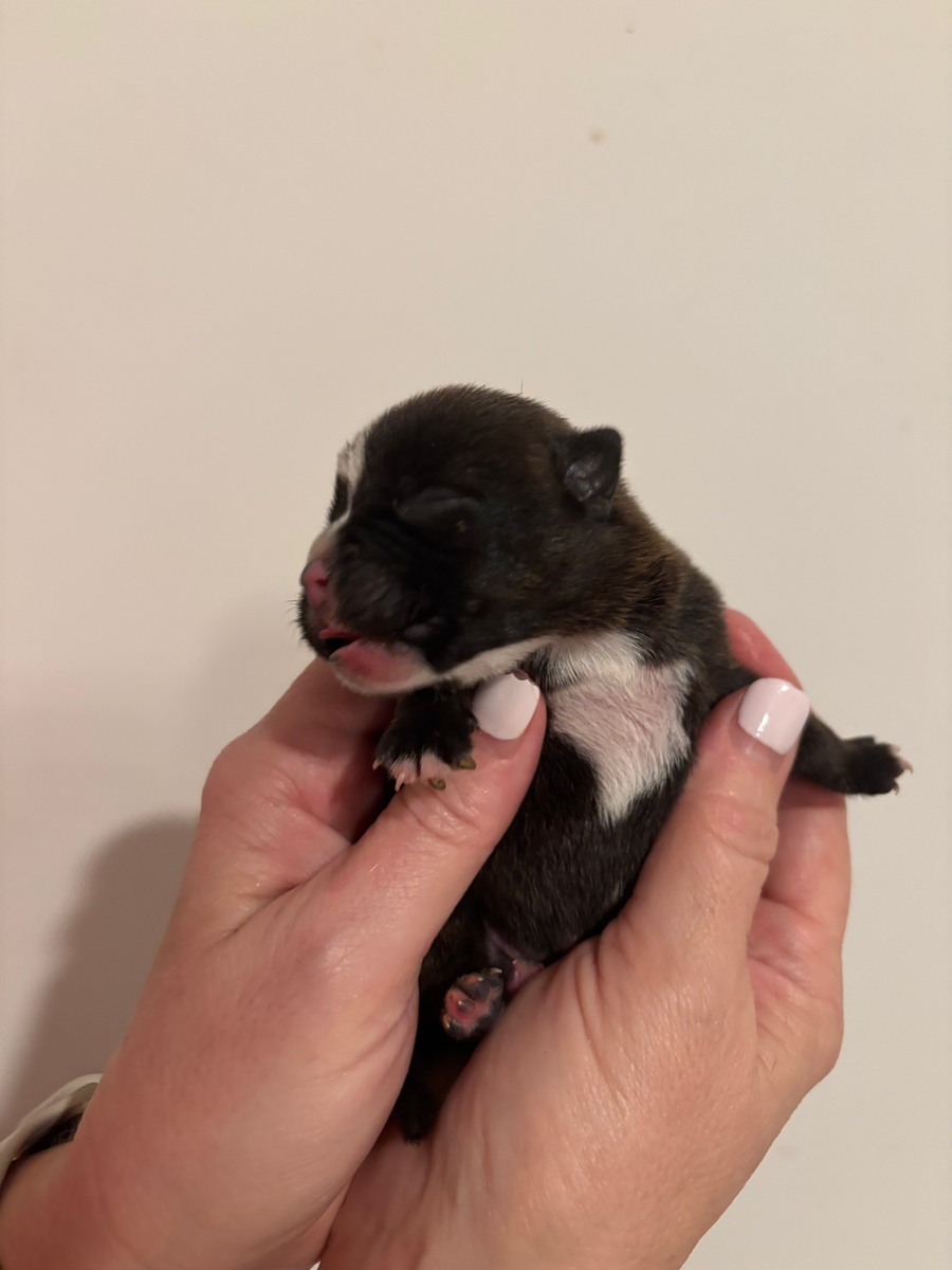 A black and white surviving puppy resting in caring hands