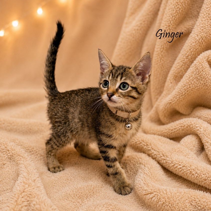 Ginger