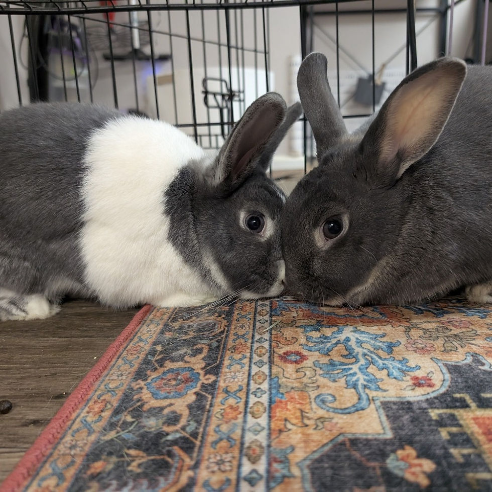 e78cbad8c30b984ad802e01e51272db2 (2).jpg