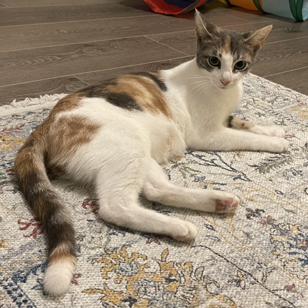 Kit-Kat(Janie G)