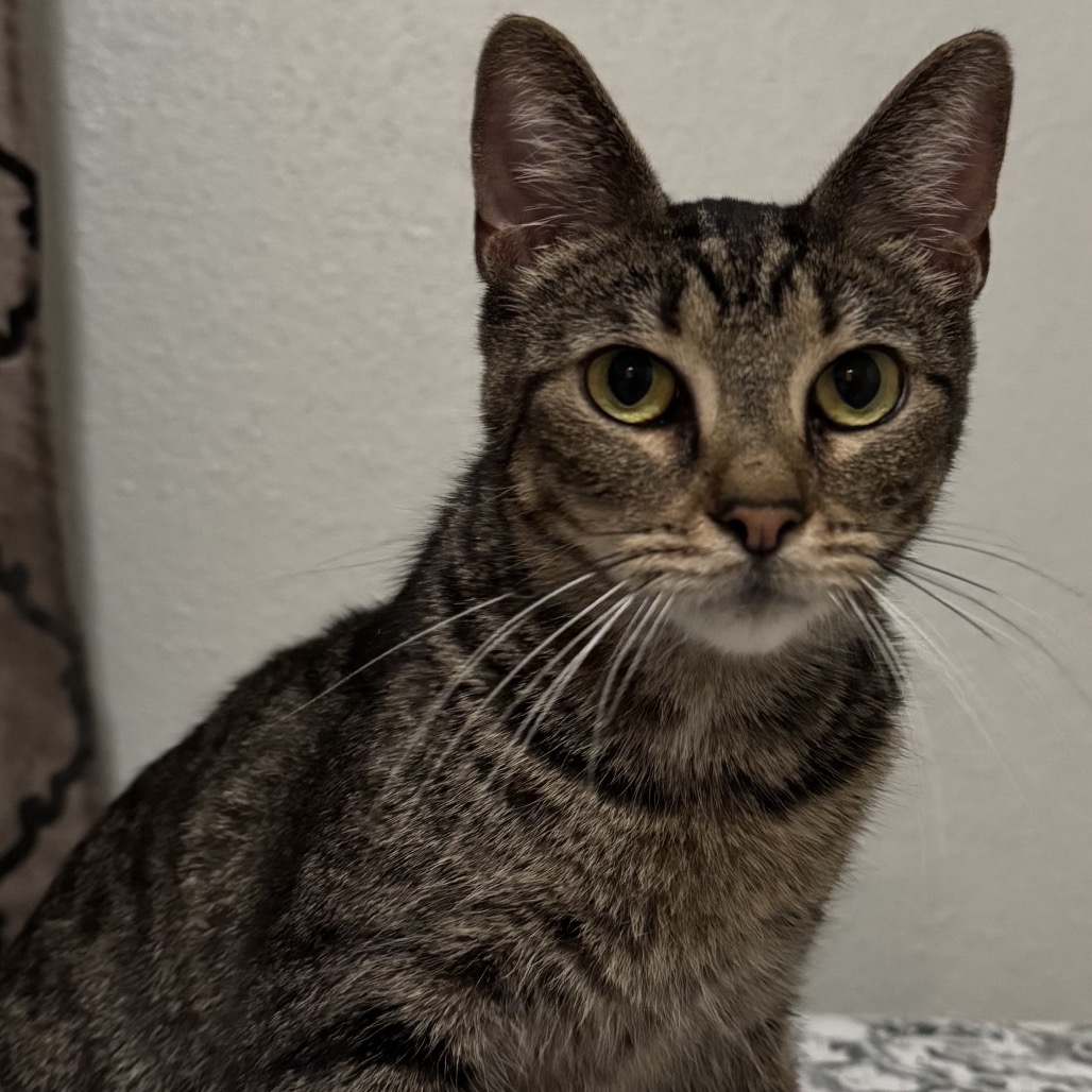 Chitara