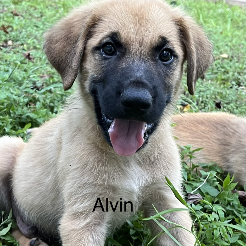 Alvin
