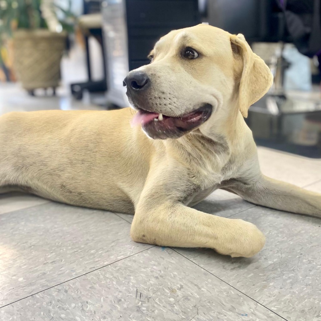 Maya