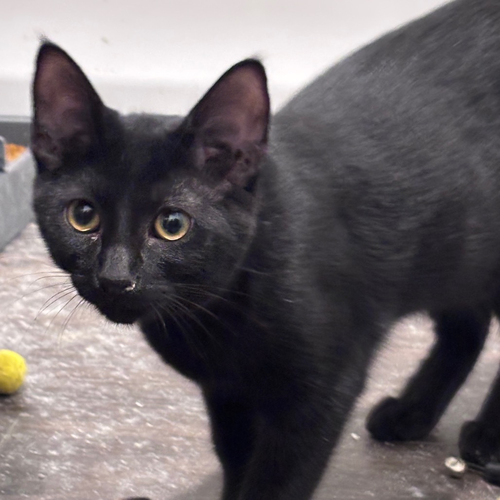 Onyx