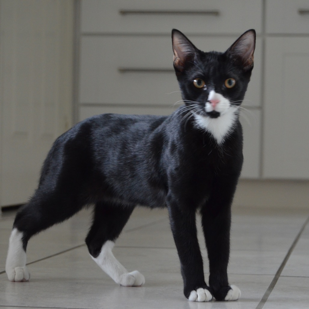 PIP