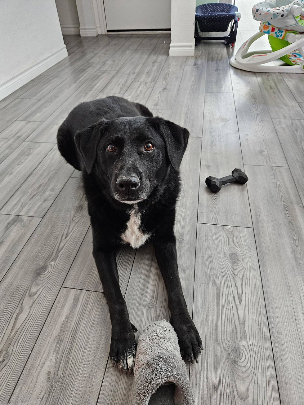 Help Leia Find a Safe Place to Land