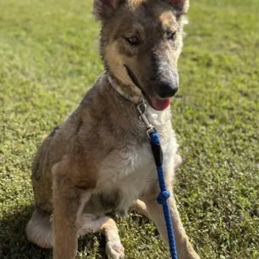 Nova