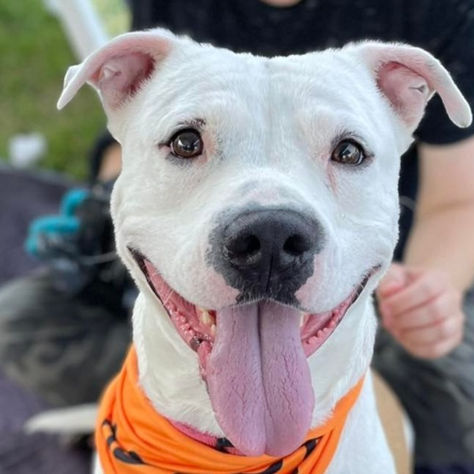 Give with Purpose by Supporting Cowtown Friends on North Texas Giving Day 2022