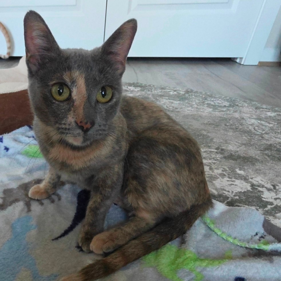 Lyla