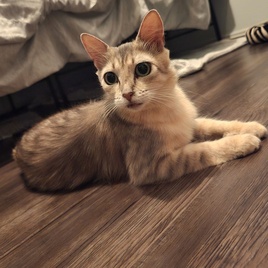 Vesper