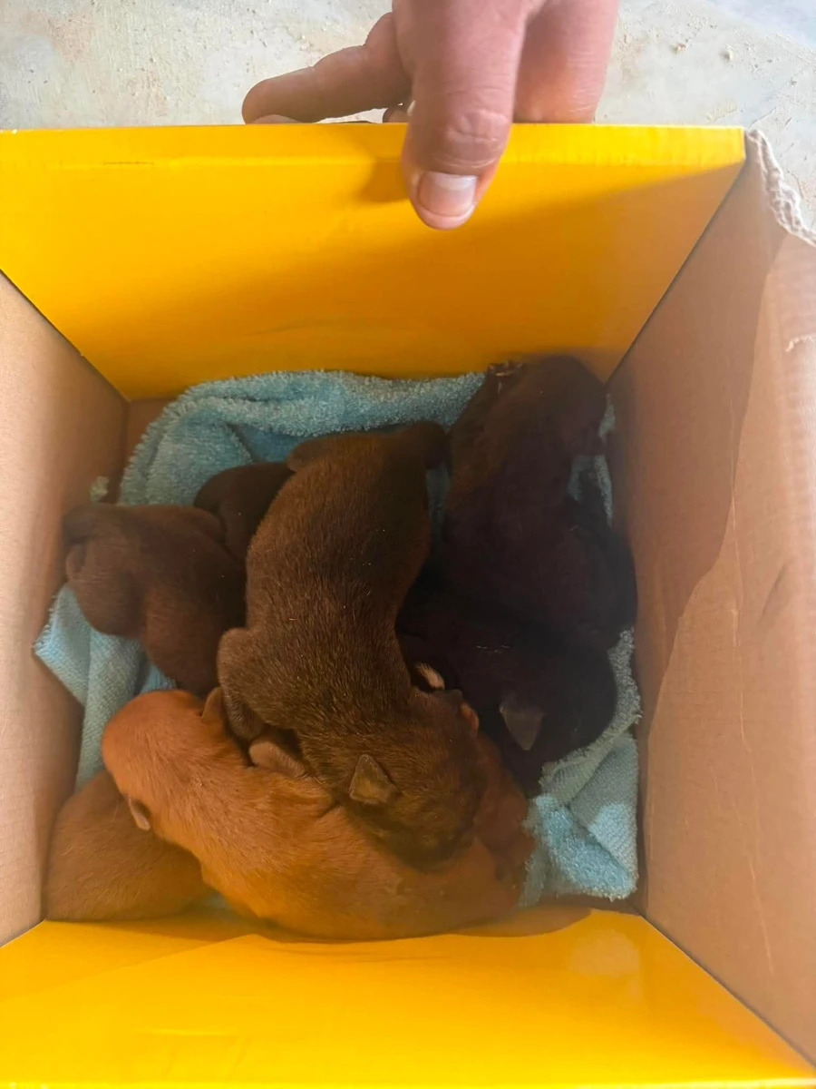 Willow’s surviving puppies bundled together during rescue