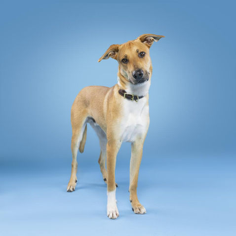 Fostering Saves Lives - The Care Bear Litter’s Journey