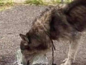 McAllister's Transformation