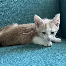 Bagel