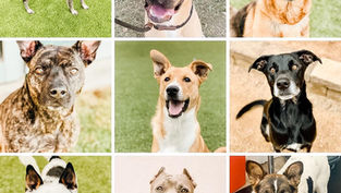 Free Adoptions at HSNT