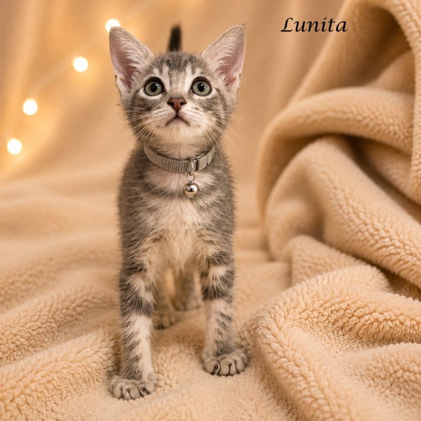 Lunita