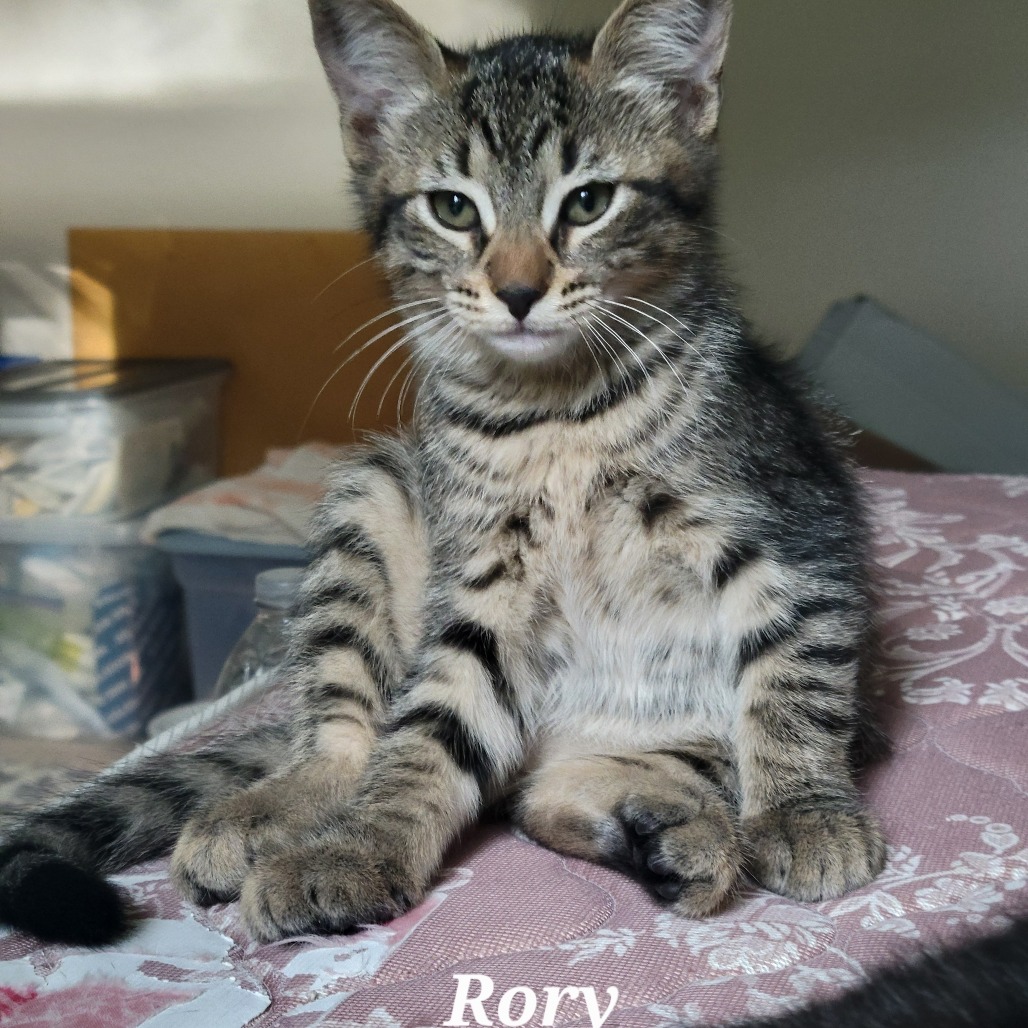 Rory(joan J)