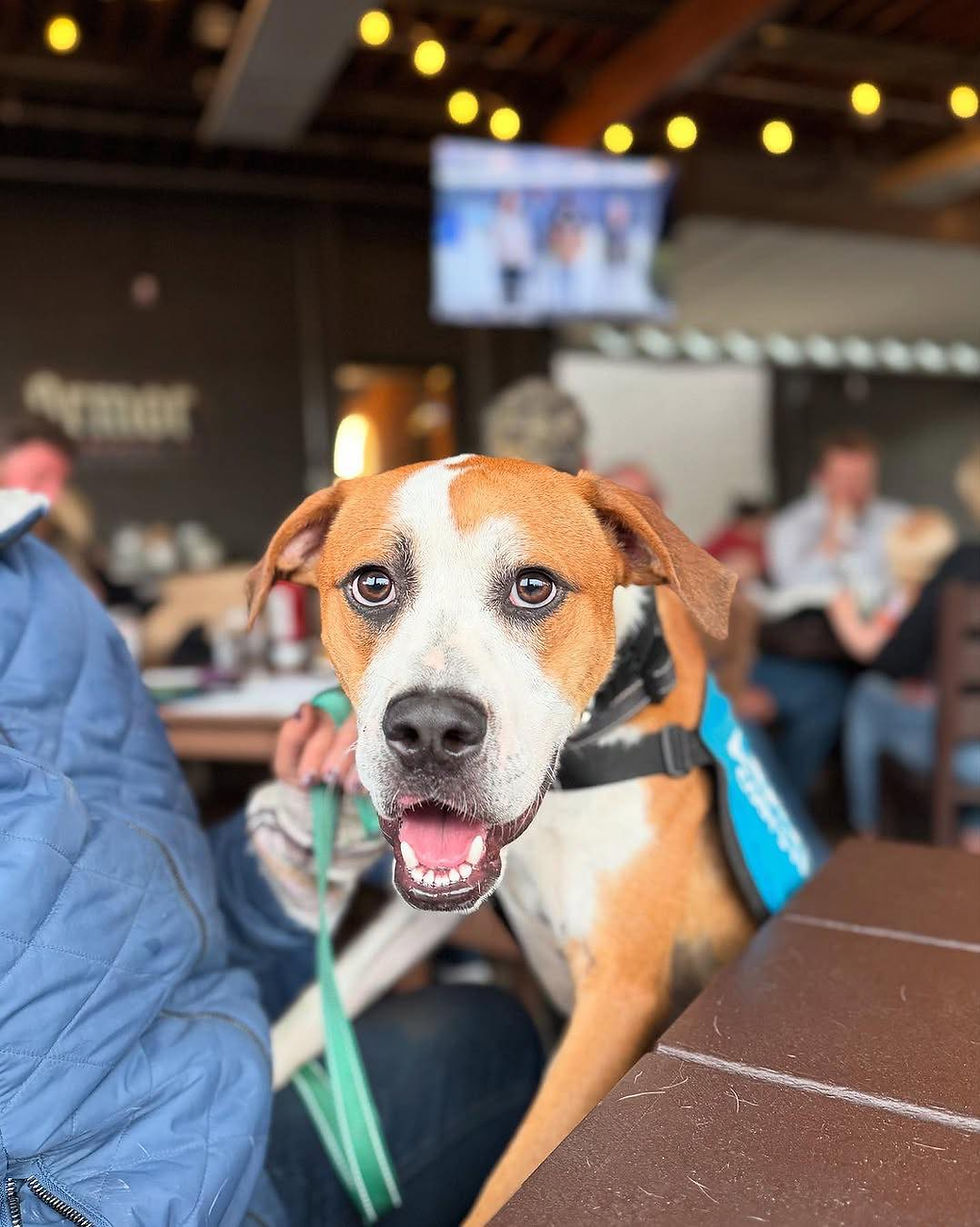 Happy dog at Cody Friends Rescue event