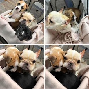 Harold's Critic Corner......My so called "Vacation Getaway" 