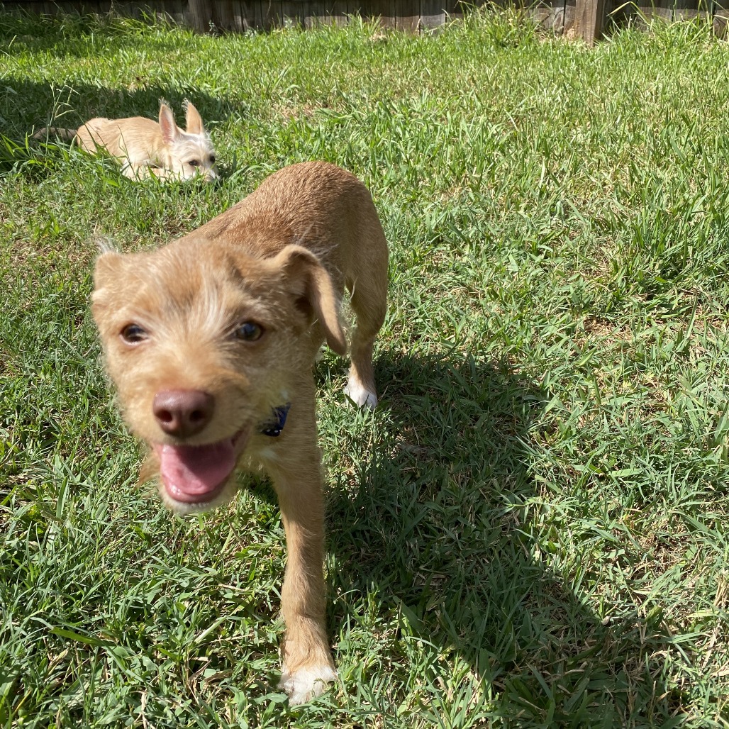 Bamby