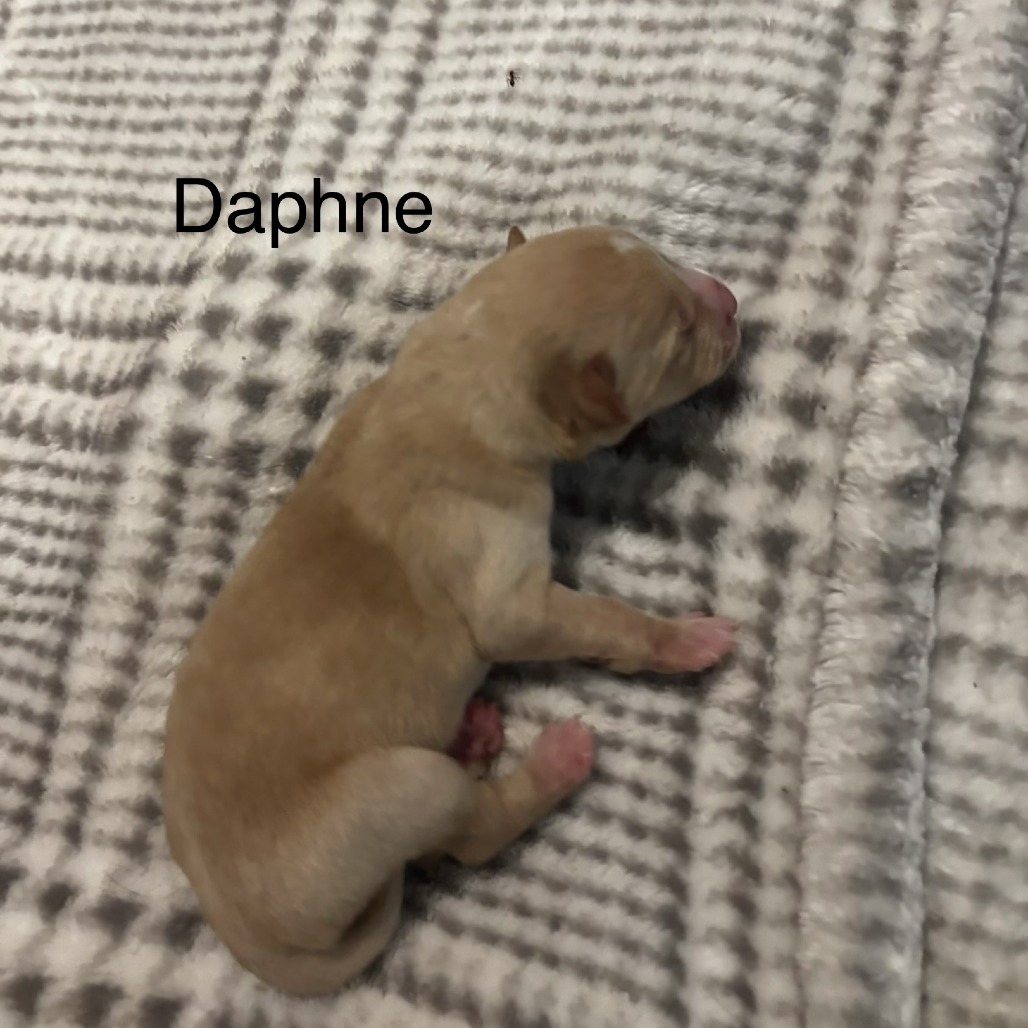 Daphne