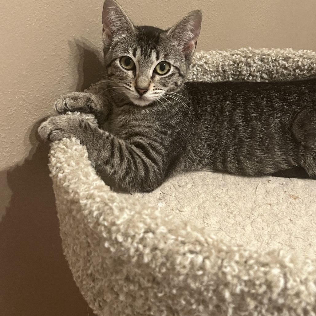 Nala