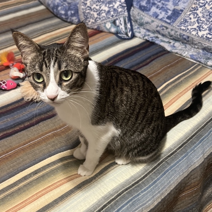 Salem (Samba/BARC) -Nancy H
