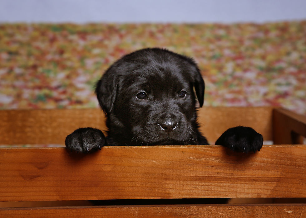 Hugo (2).JPG