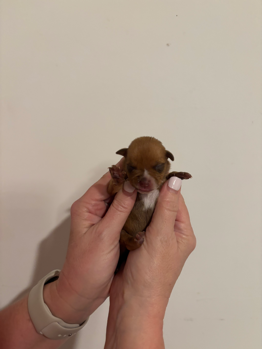 A brown and white surviving puppy resting in caring hands