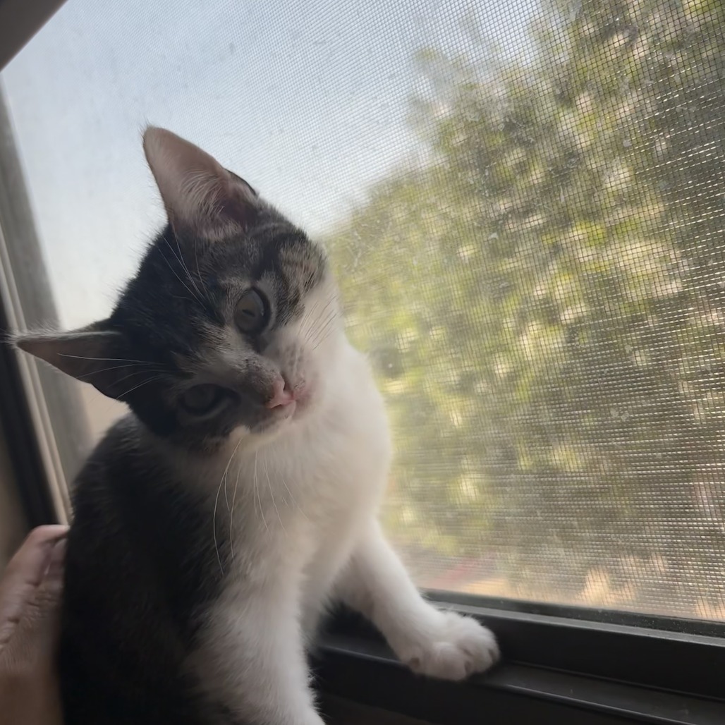 Mila