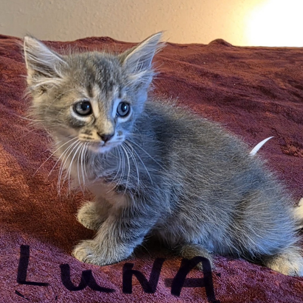 Luna Bella