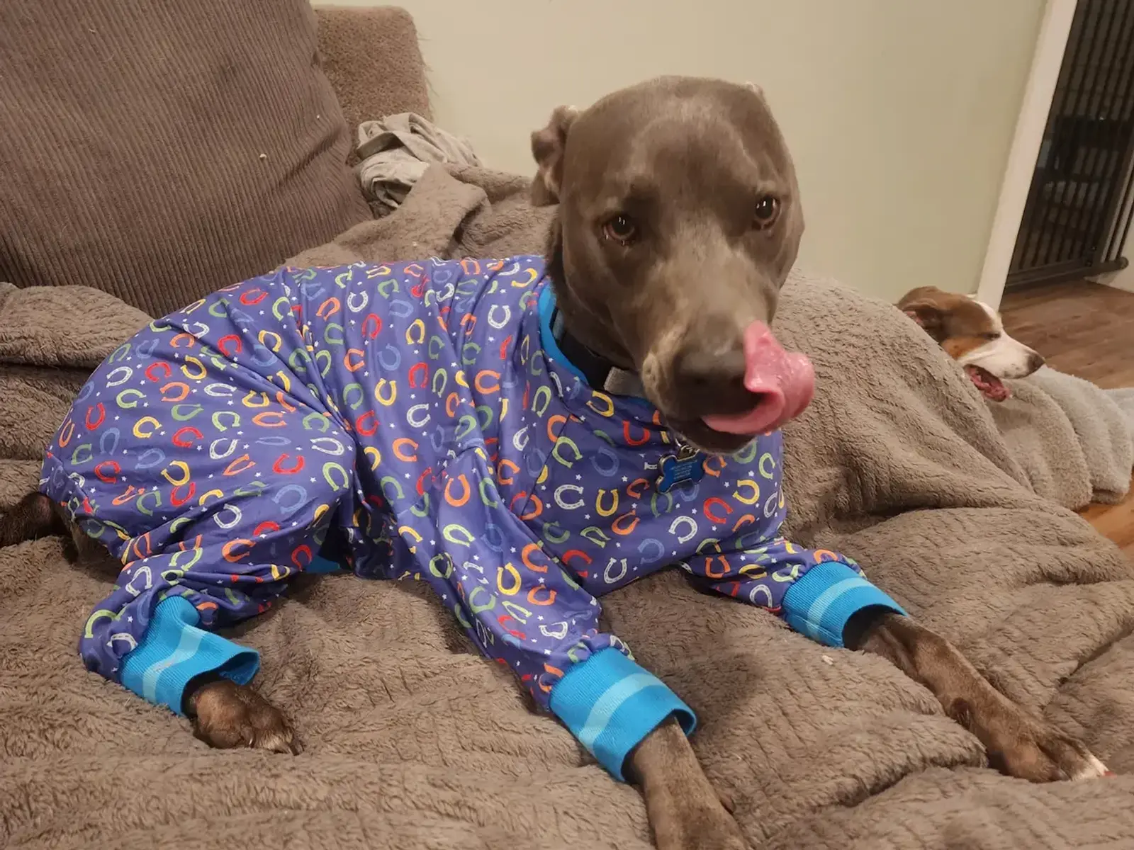 A rescue dog resting at home during recovery