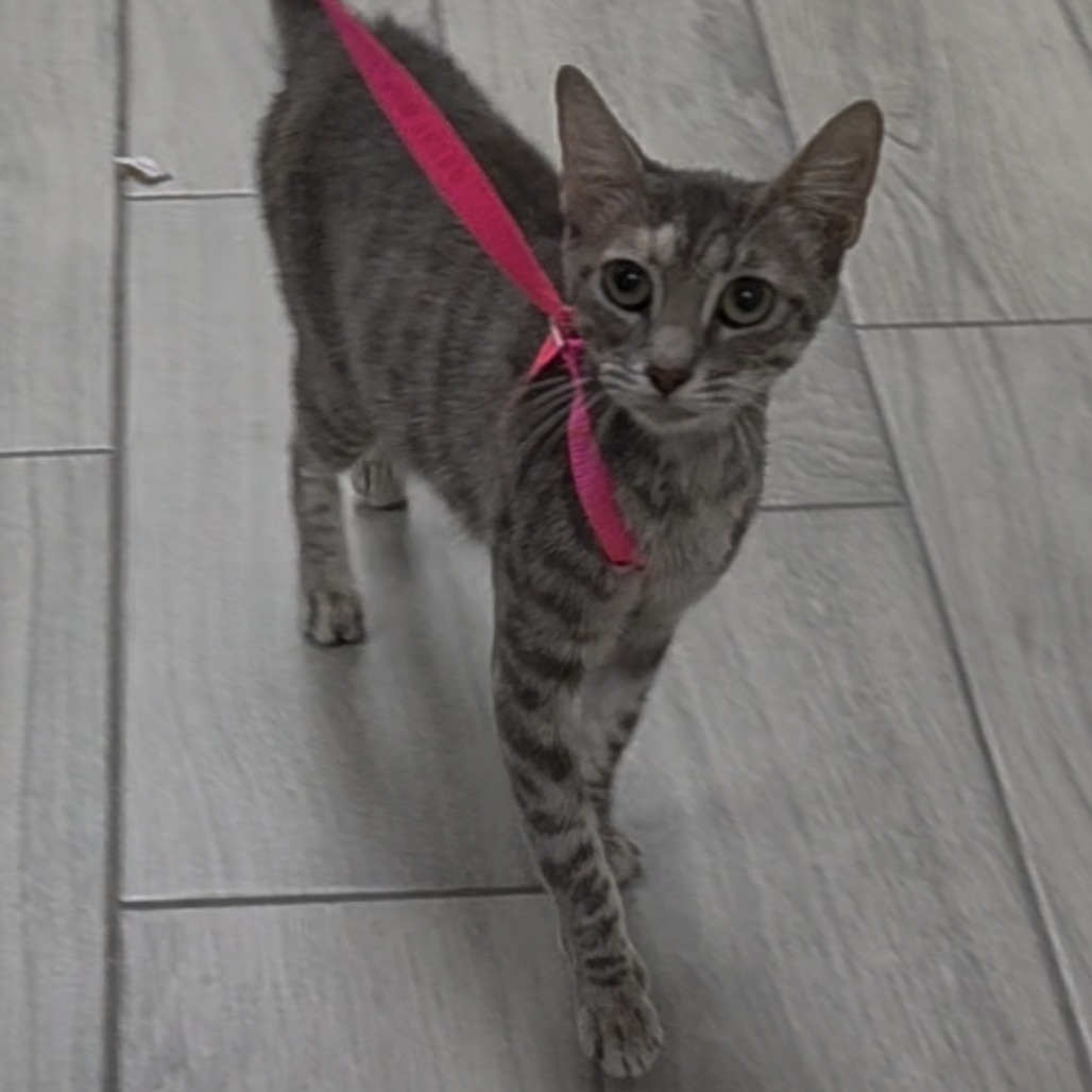 Kit Kat