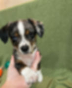 little black and white pup