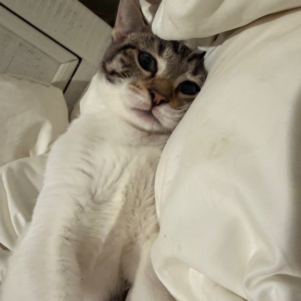 Bean