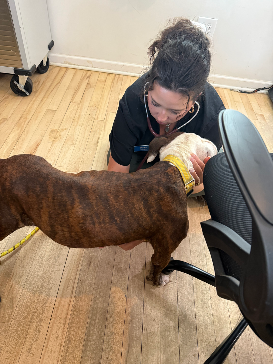 A clinic team member comforting and examining Willow