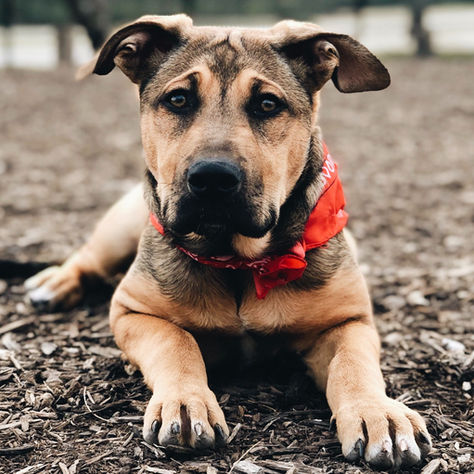 Introducing a New Pet Into Your Home