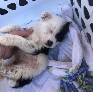 Puppy Found Abandoned in a Grill