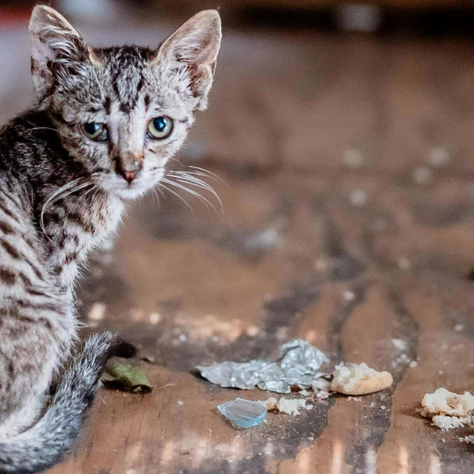 How Cold is Too Cold for Cats?