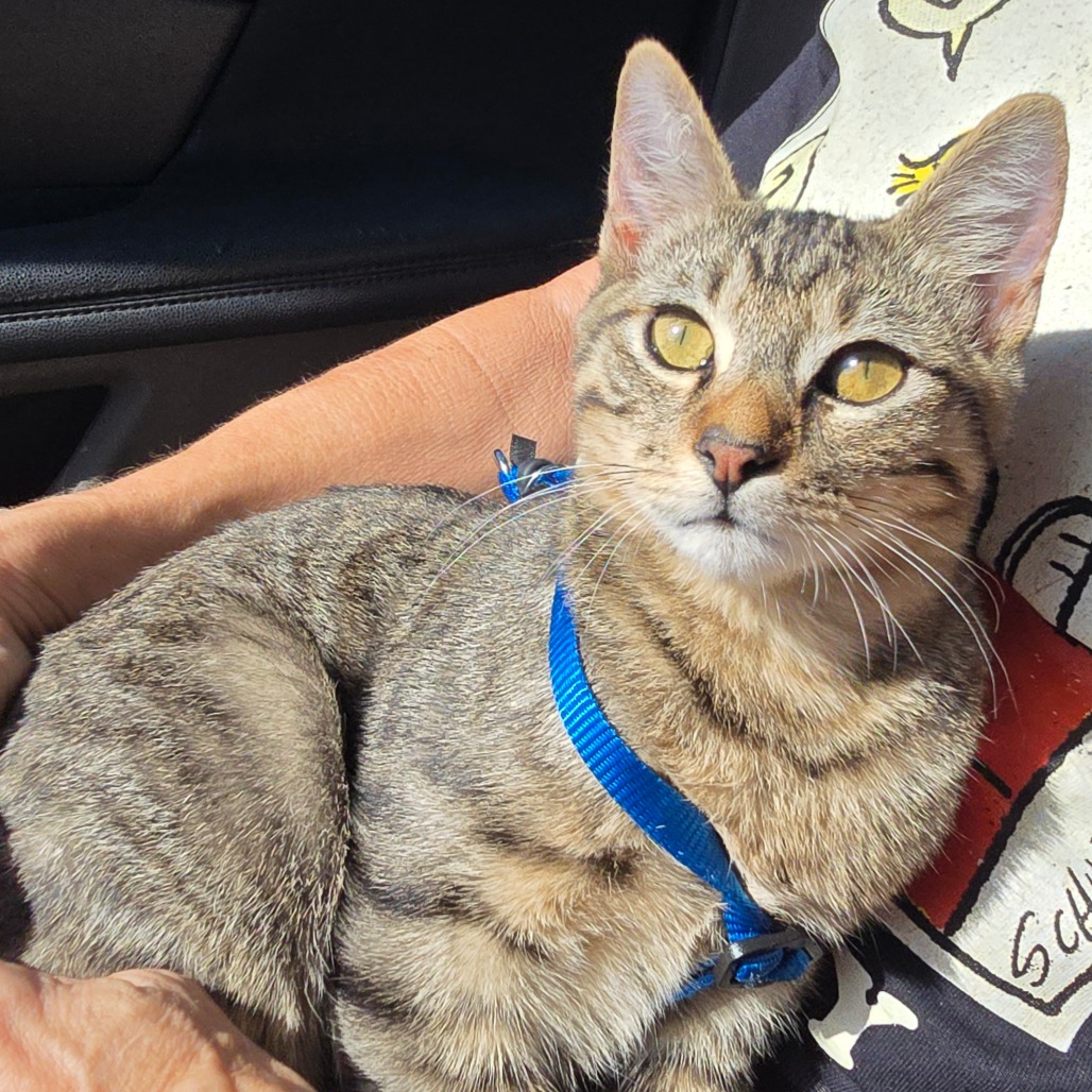 Theodore
