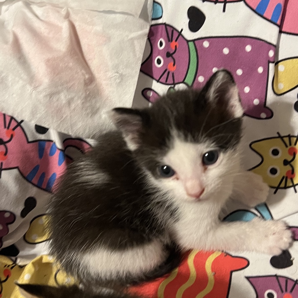 Darby(Nancy H)
