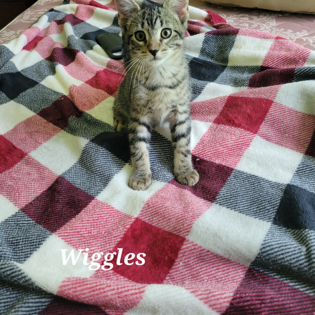 Wiggles(joan J)