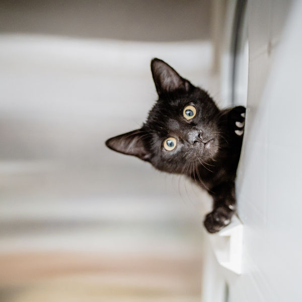 Playful black kitten peeking from behind a door