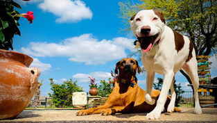 Why You Should Spay / Neuter Your Pet
